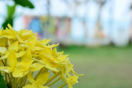 Close up on yellow flower spike in the morningの写真素材