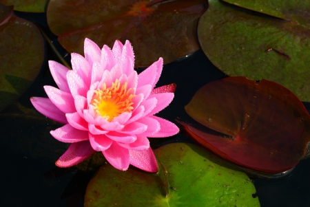 Pink lotus in the morning with water drop in the poolの写真素材