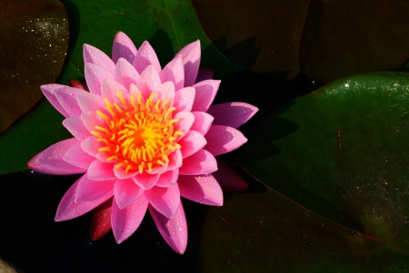 Pink lotus in the morning with water dropの写真素材