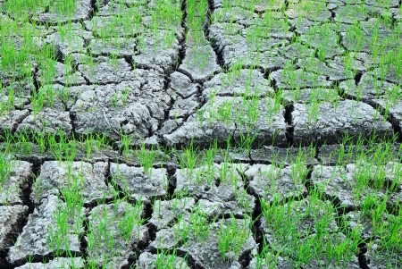 Rice plant in rice farm on crack soilの写真素材