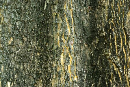 Close up on dark abstract rind texture background