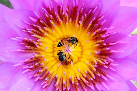 A couple of bee find some food inside of lotus carpelの写真素材