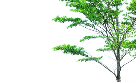 Half of the tree with a bird on isolated whiteの写真素材