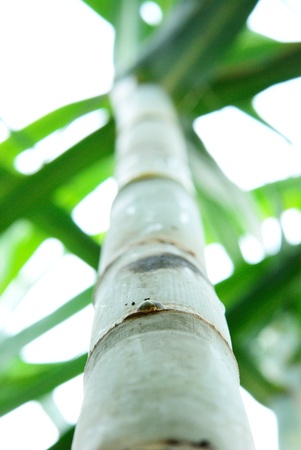 Ant view of sugar cane in sugar cane fieldの写真素材