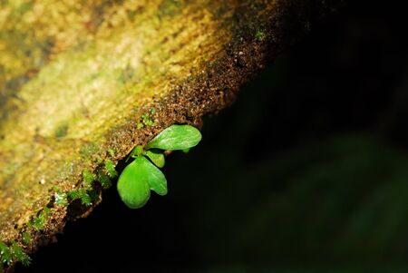 Big moss jeaf on the dark backgroundの写真素材