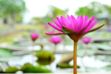Single purple water lily in Thai lotus garden
の写真素材