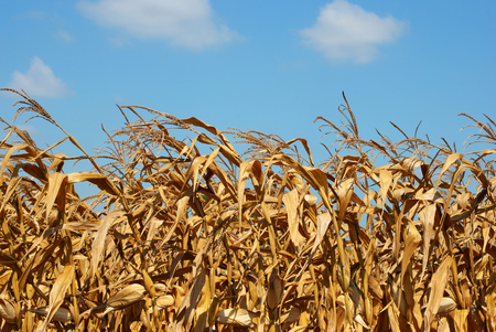 Close up of corn field row with blue sky の写真素材