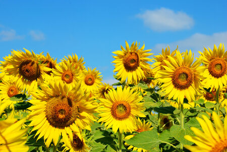 Sunflower in the sunflower field on the blue sky backgroundの写真素材