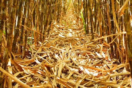 Bottom half of cane row before harvestingの写真素材