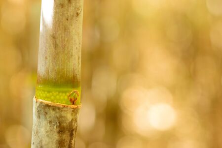 Cane offshoot on the beautiful bokeh backgroundの写真素材