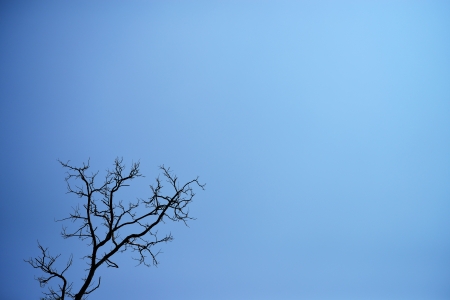 Death tree on the clear sky backgroundの写真素材