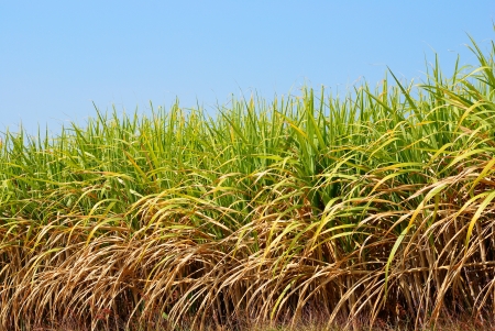 Sugarcane field with the clear sky backgroundの写真素材