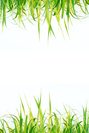 Top and bottom sugar leaf on isolated white background good for graphic designerの写真素材