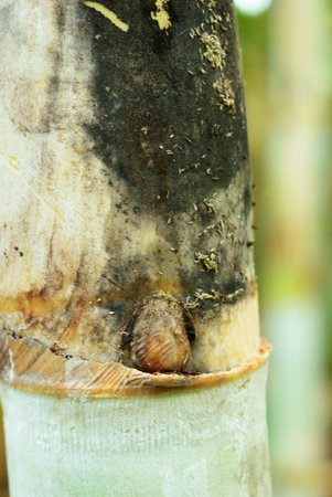 Close up of sugar cane shoot with black mossの写真素材