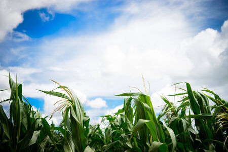 Corn field with Cloudy day background for graphic designerの写真素材