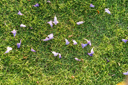 Violet flower on the green grass backgroundの写真素材