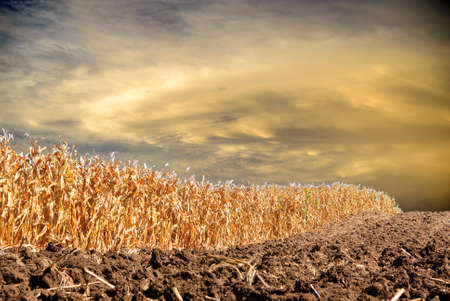 Landscape of corn field before rainingの写真素材