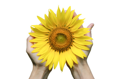 The hand hold a sunflower on isolated white backgroundの写真素材