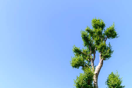 Big tree with new planting in the garden on blue skyの写真素材