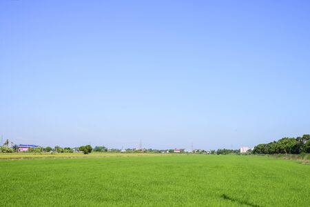 Green rice field with day light and clear sky backgroundの写真素材