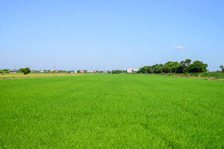 Green rice field with day light and clear skyの写真素材