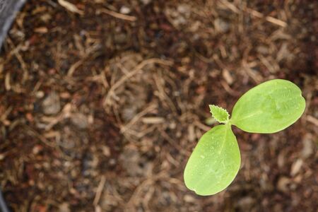 Melon plantation in the bulket; Close up shot; Melon leafの写真素材