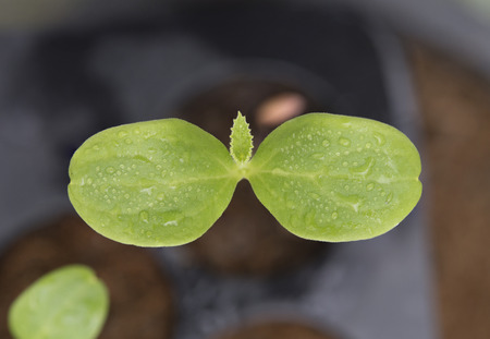 Melon plantation seeding; Close up on melon leaf with water dropの写真素材