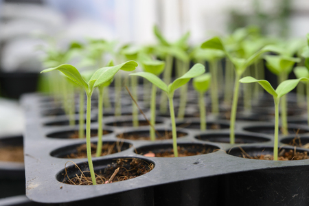 Melon plantation seeding; Close up on melon sprout; Nursery trayの写真素材