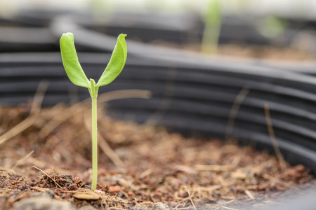 Melon plantation seeding; Close up on a melon sprout in the potsの写真素材