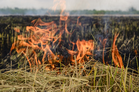 Flaming the straw in the rice field; Global warming problem; Flame textureの写真素材