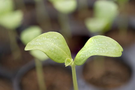 Melon plantation seeding; Close up on melon sprout; Water dropの写真素材