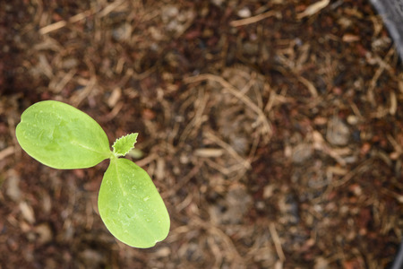 Melon plantation in the bulket; Close up shot; Melon leafの写真素材