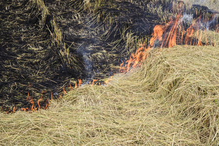 Flaming straw in the rice field; Global warming problem; Thailand rice fieldの写真素材