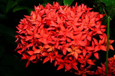 Red flower spikeの写真素材