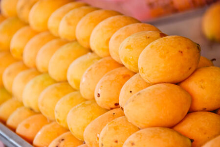 Marian plum fruitの写真素材