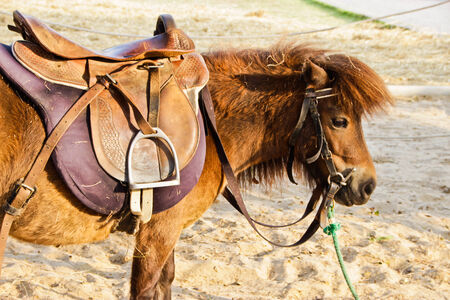 foal horse animal mammal natureの写真素材