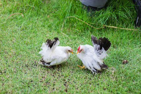 Two white chicken on green grassの写真素材