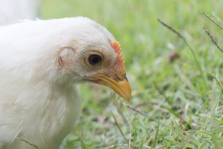 White chickenの写真素材