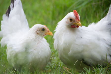 Two white chickens on green grassの写真素材
