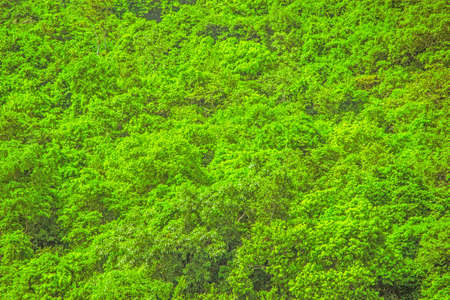 leaves background, colour backgroundの写真素材