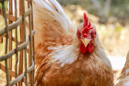 Colorful Rooster. Cock with Brown feathers. Bantamの写真素材