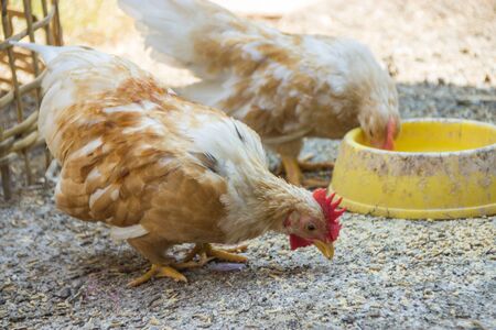 Colorful Rooster. Cock with Brown feathers. Bantamの写真素材