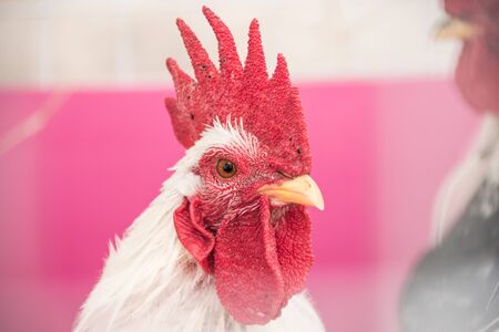 Colorful Rooster. Cock. Bantam