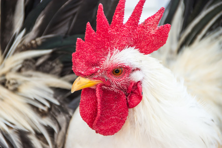Colorful Rooster. Cock. Bantamの写真素材