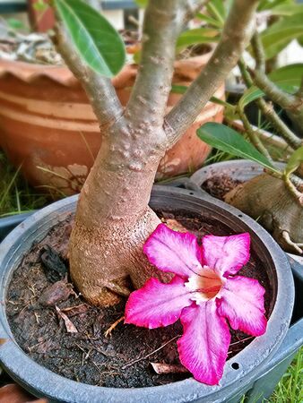 Red desert flower that fall from the tree. Camera by smart phone.の写真素材