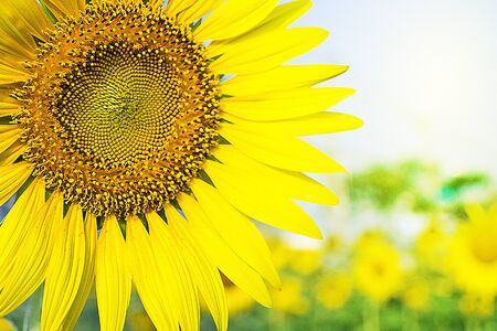 beautiful sunflower flower background, Symbol of natureの写真素材