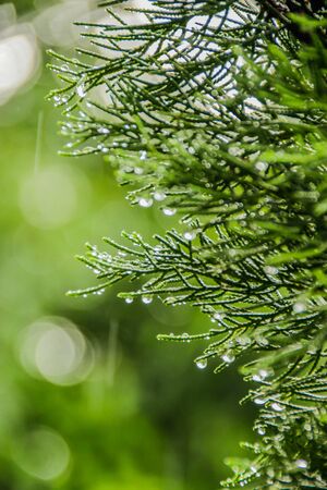 water droplets on the pine, raindrops