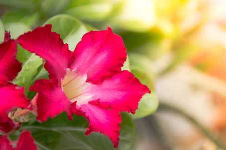 Tropical flower Pink Adenium. Desert rose. desert rose flower from tropical climateの写真素材