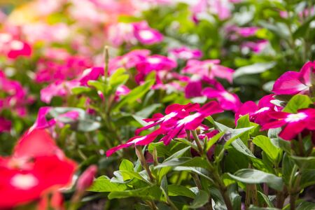 Little beautiful flowers on background. spring flowers, romantic backgroundの写真素材