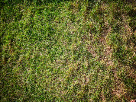 Green grass texture backgroundの写真素材